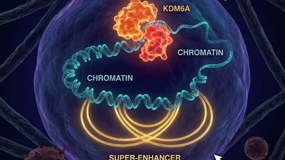 [8] Loss of KDM6A Activates Super-Enhancers to Induce Gender-Specific Squamous-like Pancreatic Cancer and Confers Sensitivity to BET Inhibitors featured image