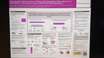[25] DISSECTING THE MOLECULAR BASIS OF POTENT HBF INDUCTION BY BMS-986470: A MECHANISTIC STUDY OF ZBTB7A/WIZ DUAL DEGRADATION featured image